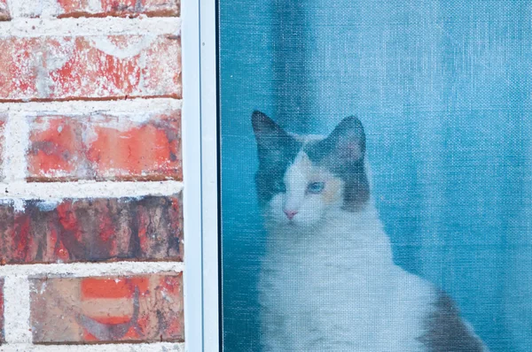 White and black cat looking out window screen. — Stock Photo, Image