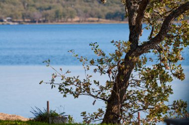 Mavi Göl ile meşe ağacının yakın çekim