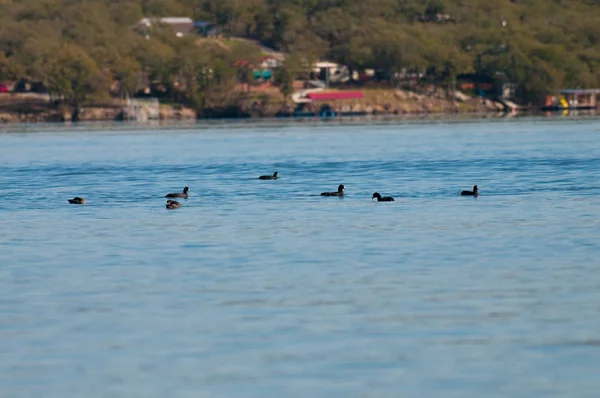 在一个平静的湖面上的多个鸭 — 图库照片