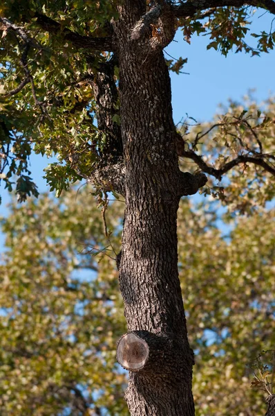 Oak tree with blue sky — Stockfoto