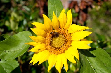 Arı ayçiçeği üzerinde pollenating, portre