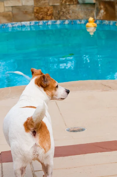 Jack russell dog next to aqua swimming pool — Stock Photo, Image