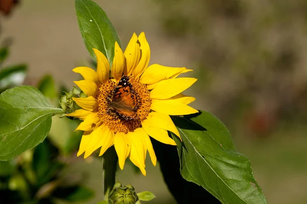 Borboleta monarca bonita no girassol — Fotografia de Stock