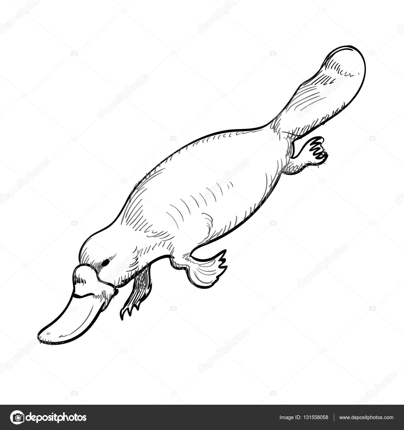カモノハシ Platypus Japaneseclass Jp カモノハシ Platypus Japaneseclass Jp