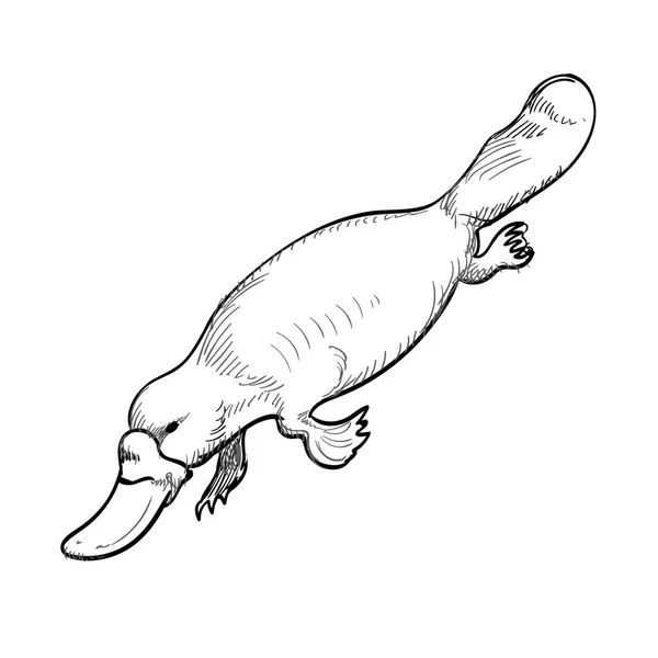 Австралійські тварини качкодзьоба в каракулі стилі. Векторні ілюстрації. — стоковий вектор