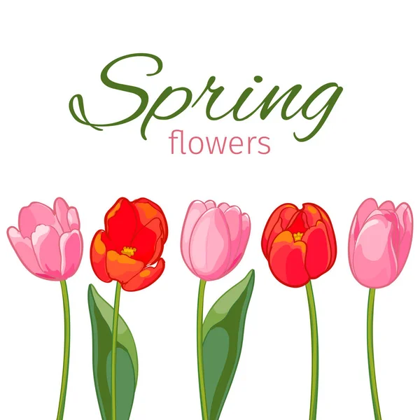 Tulipanes rosados y rojos sobre fondo blanco. Ilustración vectorial — Vector de stock