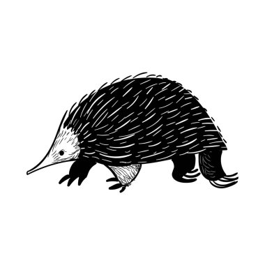 Avustralya hayvan dikenli karıncayiyen doodle tarzı. Vektör çizim.