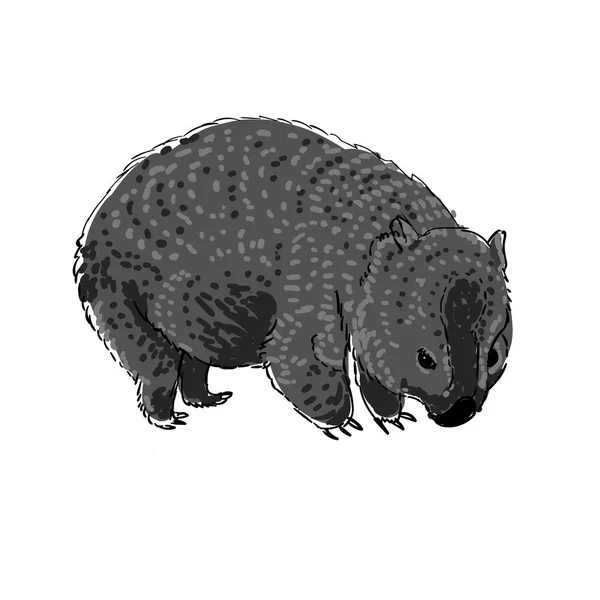 Animali australiani Wombat in stile doodle. Illustrazione vettoriale . — Vettoriale Stock