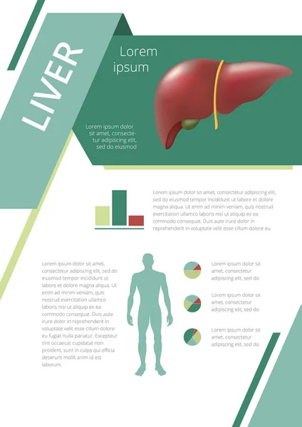 Organ dalam tubuh manusia Infografis hati - Stok Vektor