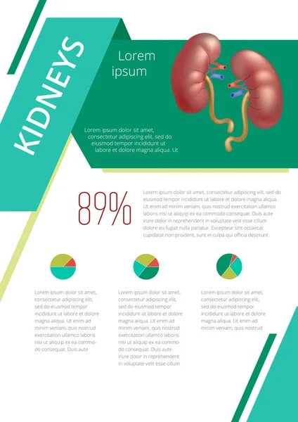 Infografía de órganos humanos internos riñones — Vector de stock