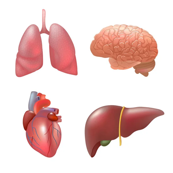 Realistische menselijke organen ingesteld anatomie — Stockvector