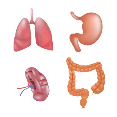 Gerçekçi insan organlarını anatomi ayarla