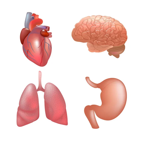 Gerçekçi insan organlarını anatomi ayarla — Stok Vektör