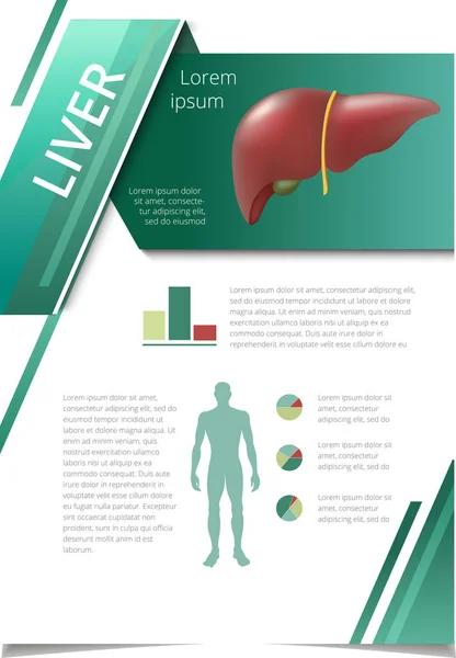 Órgãos humanos internos fígado infográfico — Vetor de Stock