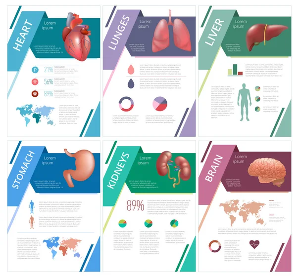 Órganos humanos internos infografía bazo — Vector de stock