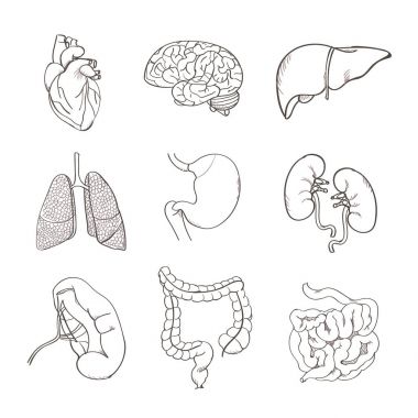 Gerçekçi insan organlarını anatomi ayarla