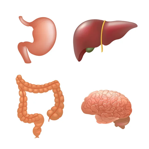 Órgãos humanos realistas definir anatomia — Vetor de Stock