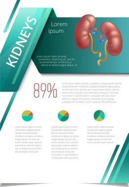 İç insan organlarını Infographic böbrekler
