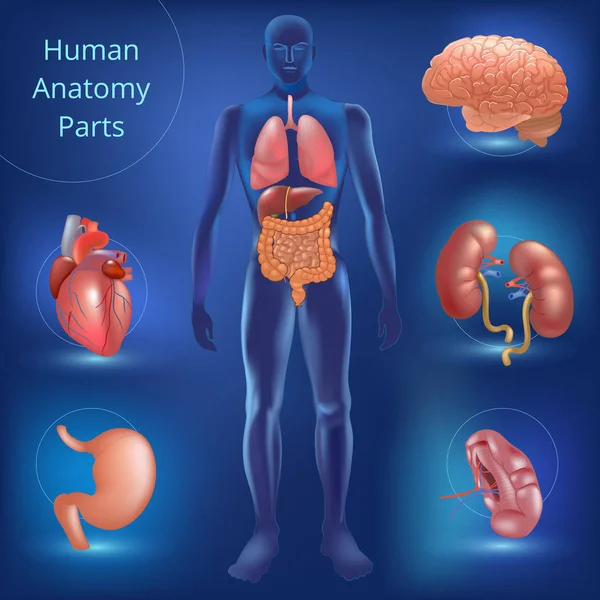 Conjunto de piezas de anatomía humana — Vector de stock