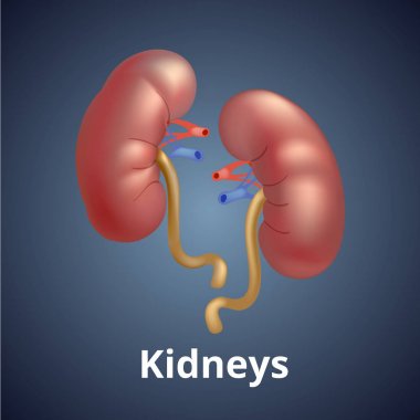 Koyu gri arka plan üzerinde izole gerçekçi insan böbrek.