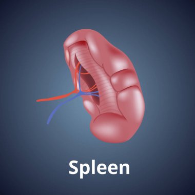 Koyu gri arka plan üzerinde izole gerçekçi insan dalak.