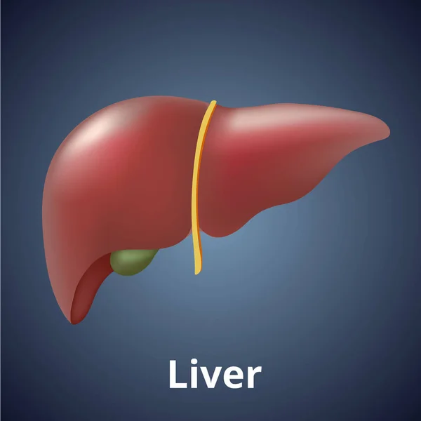 Realistic human liver isolated on dark gray background. — Stock Vector