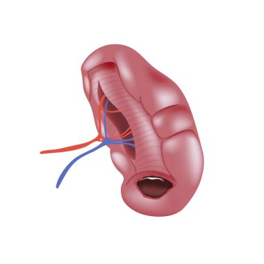 Beyaz arka plan üzerinde izole gerçekçi insan hasta dalak.
