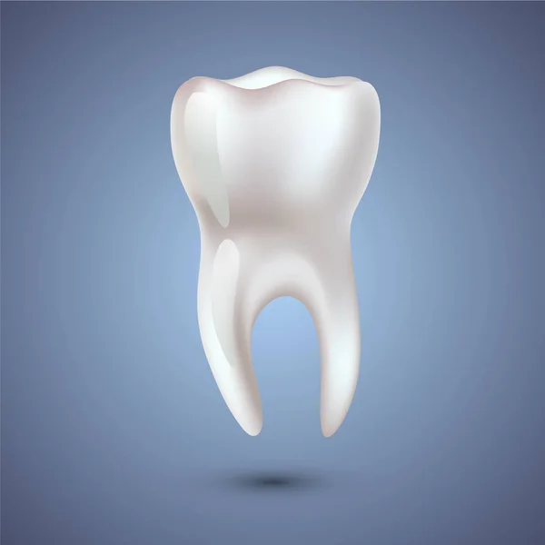 Реалистичная анатомия зубов . — стоковый вектор