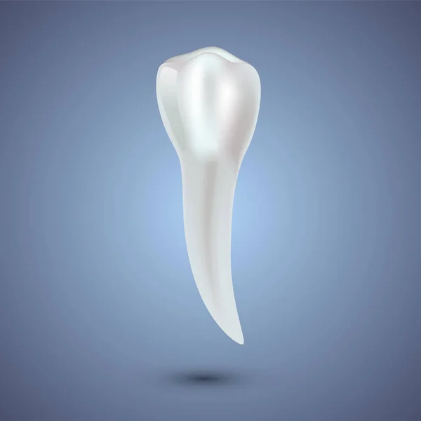 Реалістичні зуби анатомія ілюстрація . — стоковий вектор