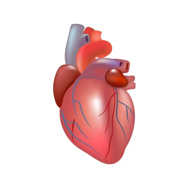 Beyaz arka plan üzerinde izole gerçekçi insan kalbi.