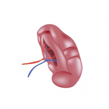 Beyaz arka plan üzerinde izole gerçekçi insan dalak.