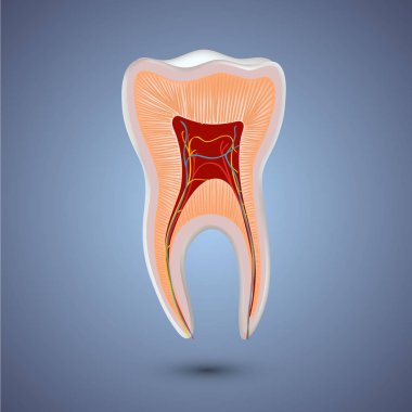 Gerçekçi diş anatomisi illüstrasyon.