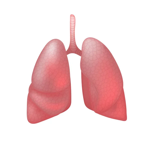 Realistische menselijke longen geïsoleerd op witte achtergrond. — Stockvector