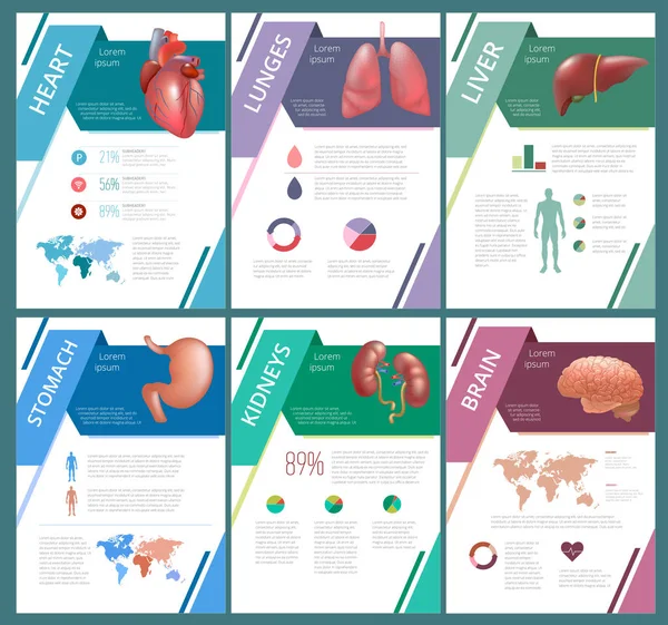 Órganos humanos internos infografía bazo — Vector de stock