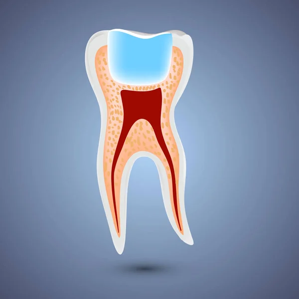 Dientes realistas anatomía ilustración . — Vector de stock