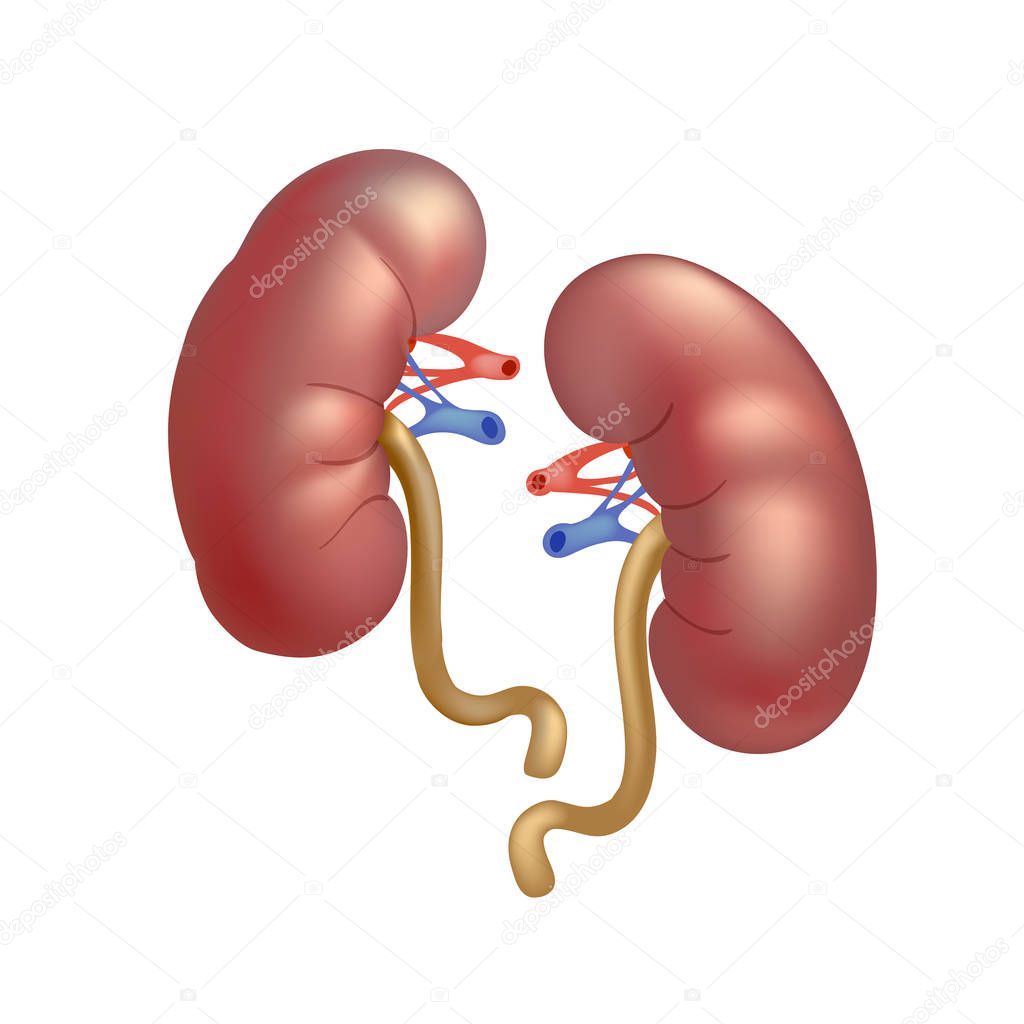 Realistic human kidneys isolated on white background.