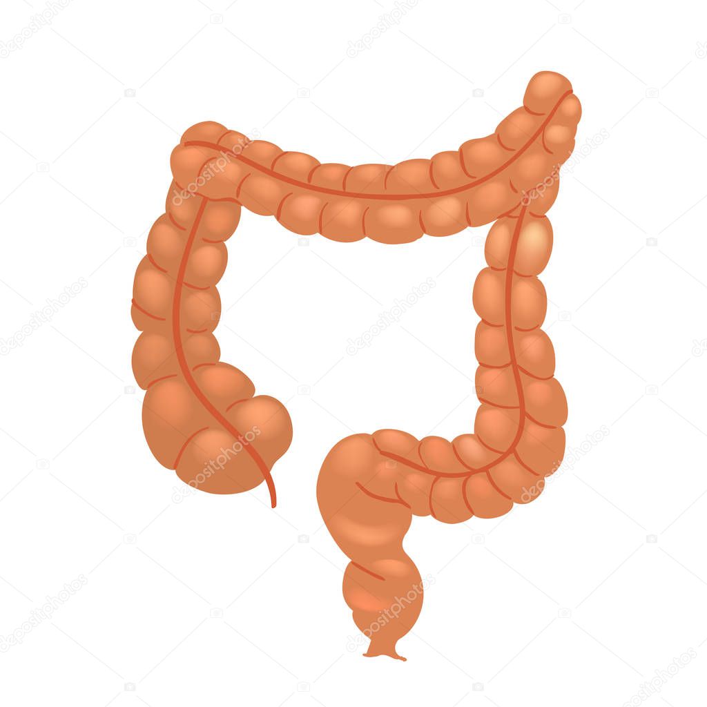 Realistic human colon isolated on white background.