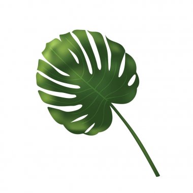 Vektör palm bırakın, beyaz arka plan üzerinde izole orman yaprak küme. Tropikal botanik illüstrasyon, yeşil yapraklar, çiçek öğeleri