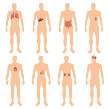 8 insan vücudu organ sistemleri gerçekçi eğitici anatomi Fizyoloji açık arkadan görünüm flashcards poster vektör çizim