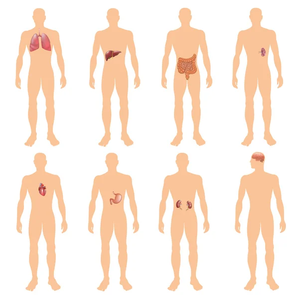 8 систем органов человеческого тела реалистичная педагогическая анатомия физиология фронтального вида карточки с векторными иллюстрациями — стоковый вектор
