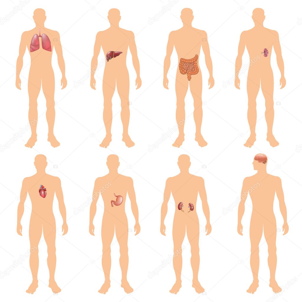 Vector Illustration Of 8 Human Body Organ Systems Realistic Educative Anatomy Physiology Front Back View Flashcards Poster Premium Vector In Adobe Illustrator Ai Ai Format Encapsulated Postscript Eps Eps Format