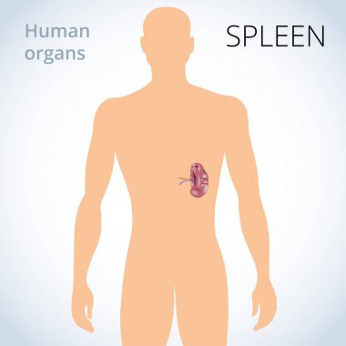 insan sindirim sistemi, vücuttaki dalak otelinin konumu