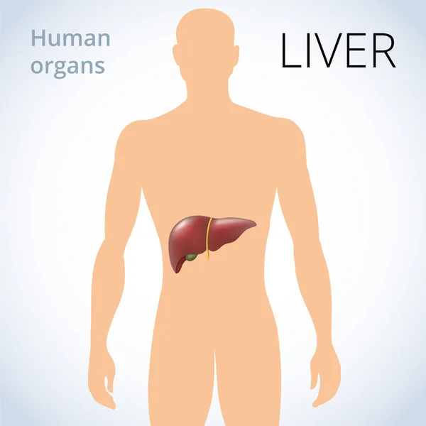 A localização do fígado no corpo, o sistema digestivo humano —  Vetores de Stock