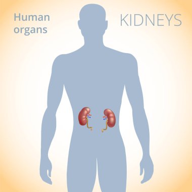 böbrekler insan boşaltım sistemi, vücuttaki otelinin konumu