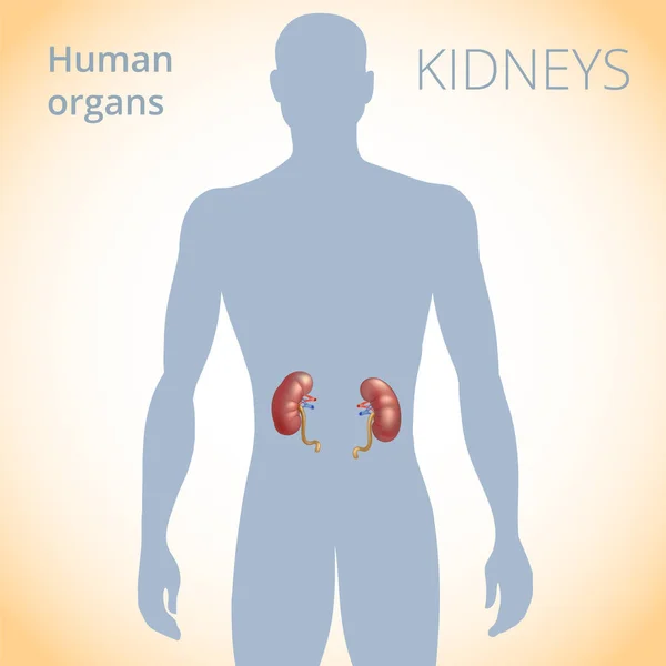 La ubicación de los riñones en el cuerpo, el sistema excretor humano — Vector de stock