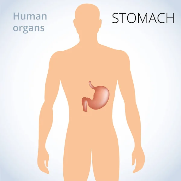 L'emplacement de l'estomac dans le corps, le système digestif humain — Image vectorielle