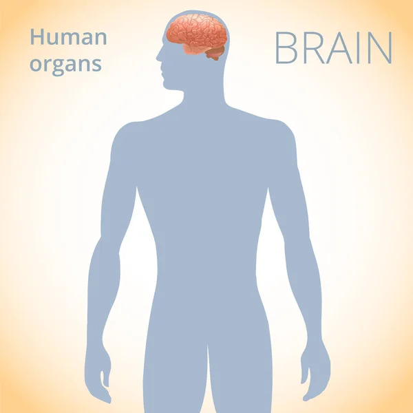Расположение мозга в теле, нервная система человека — стоковый вектор