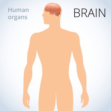 vücut, insan sinir sistemi beyin otelinin konumu