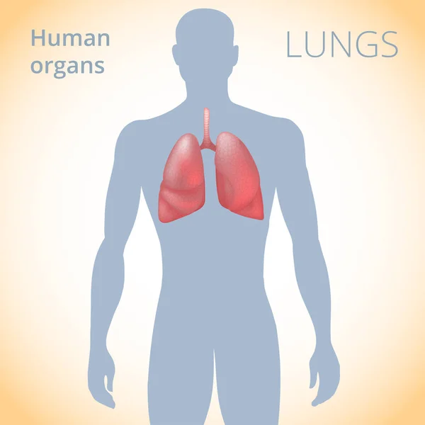 La ubicación de los pulmones en el cuerpo, el sistema respiratorio humano — Vector de stock