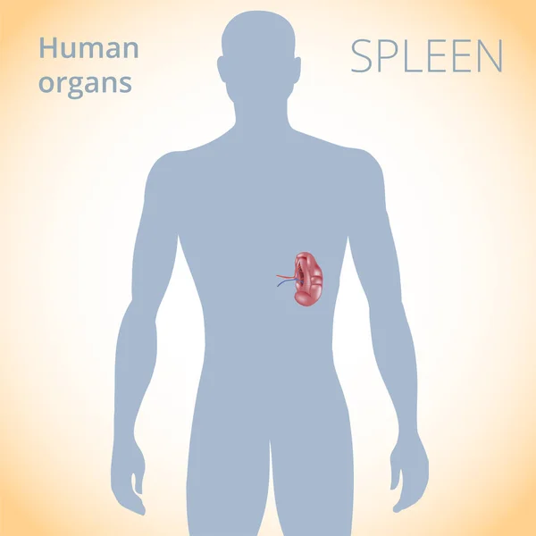 La ubicación del bazo en el cuerpo, el sistema digestivo humano — Vector de stock